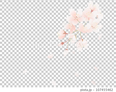 櫻花花瓣落下的插圖 107455462