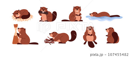 Cute cartoon beavers gnaws at tree, collect branches, float, wild animal with large flat tail vector character set Cute cartoon beavers gnaws at tree, collect branches, float, wild animal with large flat tail vector character set 107455482
