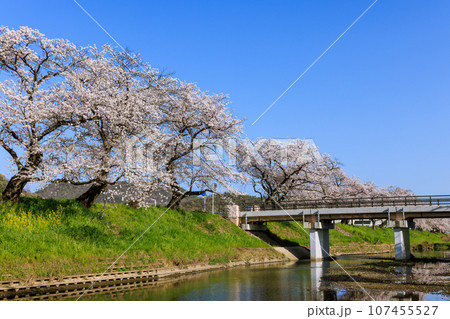 朝早い新境川堤の桜並木 岐阜県各務原市 朝早い新境川堤の桜並木 岐阜県各務原市 107455527
