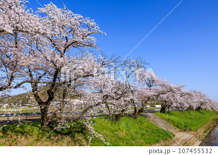 朝早い新境川堤の桜並木 岐阜県各務原市 朝早い新境川堤の桜並木 岐阜県各務原市 107455532