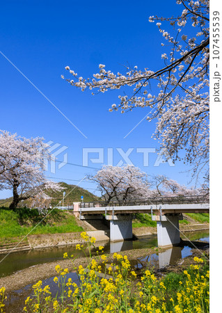 朝早い新境川堤の桜並木 岐阜県各務原市 朝早い新境川堤の桜並木 岐阜県各務原市 107455539