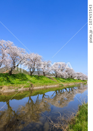 朝早い新境川堤の桜並木 岐阜県各務原市 朝早い新境川堤の桜並木 岐阜県各務原市 107455543