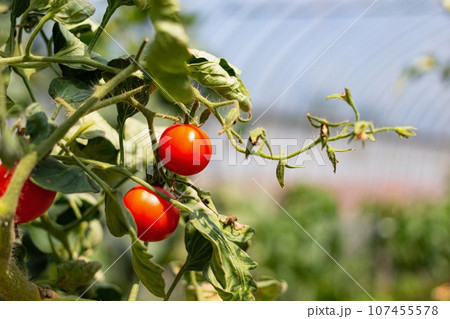 ハウス栽培のトマト 107455578