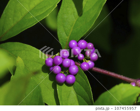 コムラサキ コムラサキ 107455957