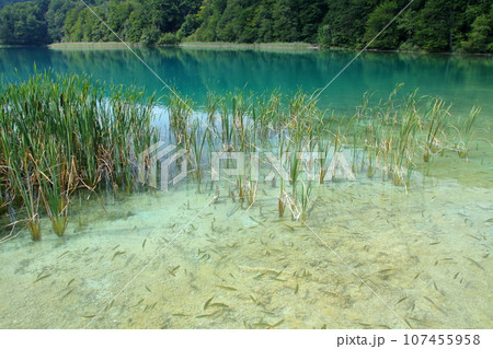 クロアチアの世界自然遺産プリトヴィッツェ湖群国立公園 上湖群の静かな湖面の湖の景色 クロアチアの世界自然遺産プリトヴィッツェ湖群国立公園 上湖群の静かな湖面の湖の景色 107455958