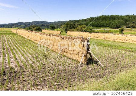 天日干しされた稲穂 天日干しされた稲穂 107456425