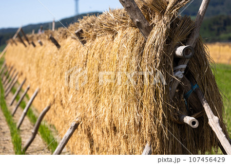 天日干しされた稲穂 107456429