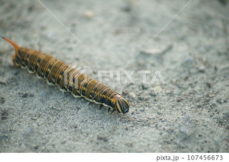 エビガラスズメの幼虫 107456673