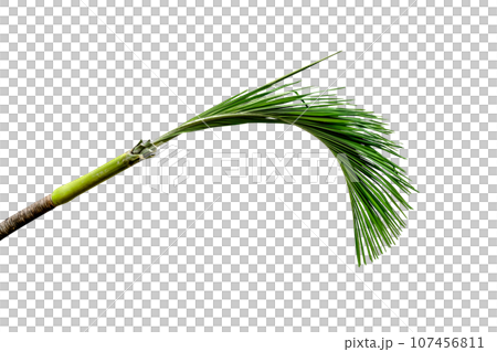 Green leaves pattern,leaf palm and trunk tree isolated 107456811