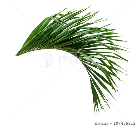 Green leaves pattern,leaf palm tree isolated 107456812