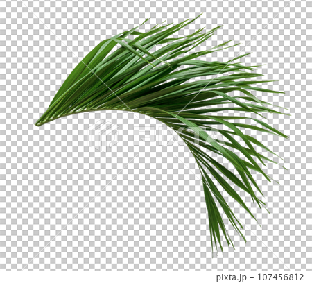 Green leaves pattern,leaf palm tree isolated Green leaves pattern,leaf palm tree isolated 107456812