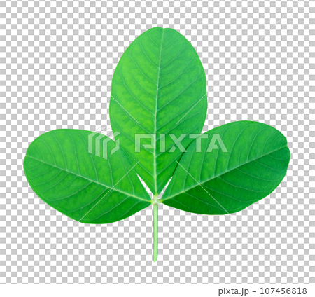 Green leaves pattern of tropical leaf plant isolated 107456818