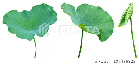 Green leaves pattern,leaf lotus isolated Green leaves pattern,leaf lotus isolated 107456825