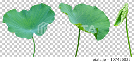 Green leaves pattern,leaf lotus isolated Green leaves pattern,leaf lotus isolated 107456825