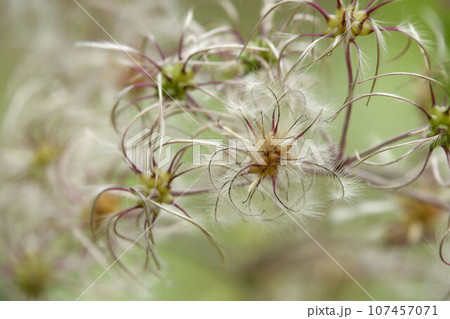 クサボタンの種 107457071