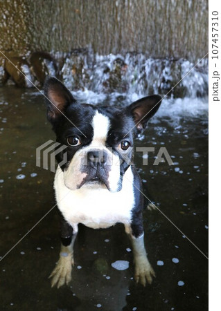 都幾川の水路で可愛く見つめるボストンテリアのマイティ君♡ 107457310