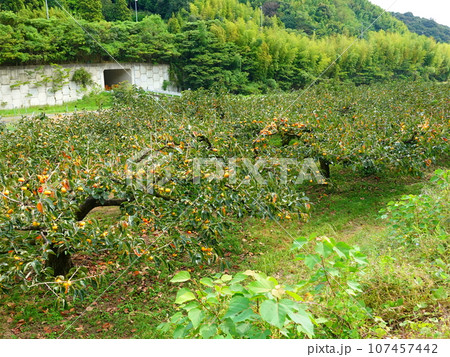 柿果樹園畑風景07 107457442