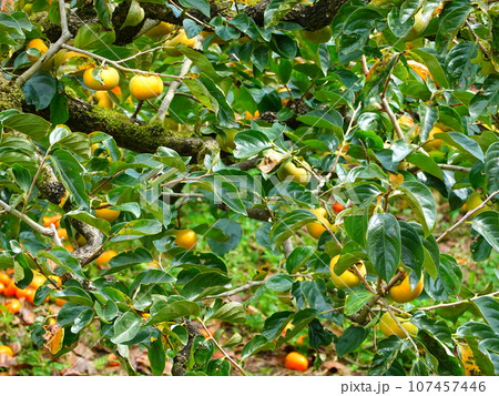 柿果樹園畑風景09 107457446