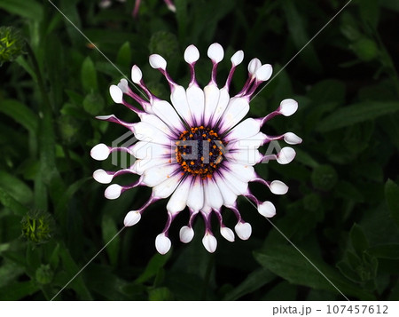 白いエキナセアの花 107457612