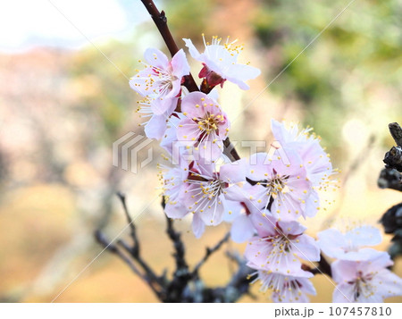 春の訪れを告げる梅『和風イメージ』(京都) 107457810