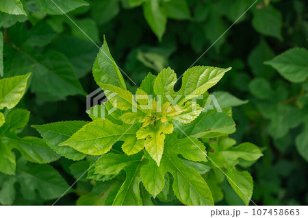 くわの葉 くわの葉 107458663
