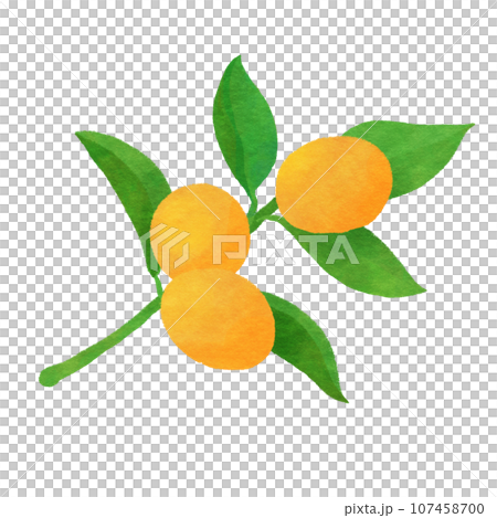 Kumquat illustration Kumquat illustration 107458700