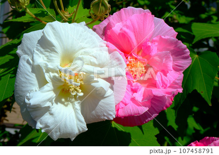 白からピンクに変色した酔芙蓉　スイフヨウ 107458791