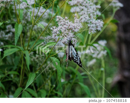 旅をする蝶タテハチョウ科アサギマダラ♂の訪花 旅をする蝶タテハチョウ科アサギマダラ♂の訪花 107458818