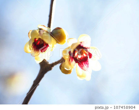 蝋梅の花『和風イメージ』(京都) 蝋梅の花『和風イメージ』(京都) 107458904