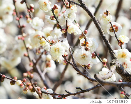 梅の花咲き乱れる『和風イメージ』(京都) 梅の花咲き乱れる『和風イメージ』(京都) 107458910