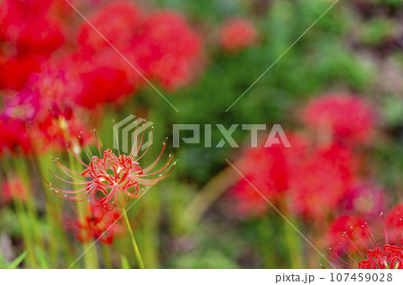 秋の船岡城址公園　満開のヒガンバナ　しばた曼珠沙華まつり　宮城県柴田町 107459028