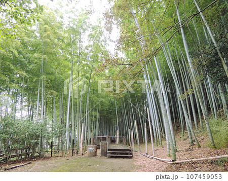 見沼通船堀公園 遊歩道 見沼通船堀公園 遊歩道 107459053