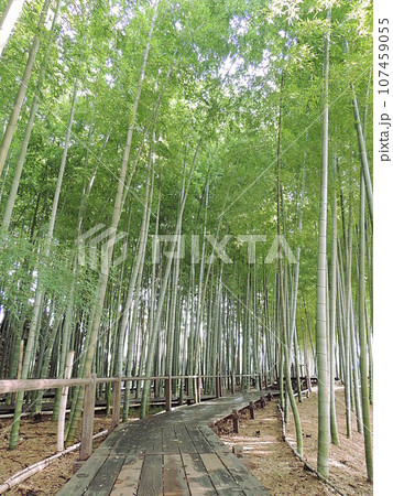 見沼通船堀公園 遊歩道 見沼通船堀公園 遊歩道 107459055