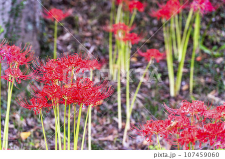 秋の船岡城址公園 満開のヒガンバナ しばた曼珠沙華まつり 宮城県柴田町 秋の船岡城址公園 満開のヒガンバナ しばた曼珠沙華まつり 宮城県柴田町 107459060