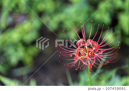 秋の船岡城址公園　満開のヒガンバナ　しばた曼珠沙華まつり　宮城県柴田町 107459091