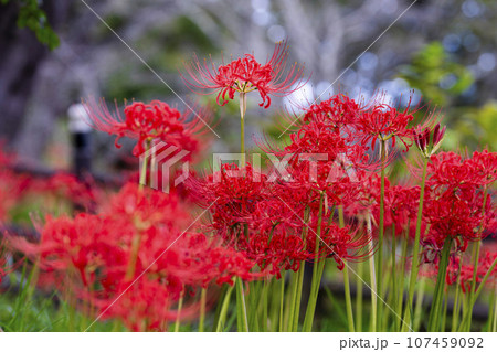 秋の船岡城址公園　満開のヒガンバナ　しばた曼珠沙華まつり　宮城県柴田町 107459092