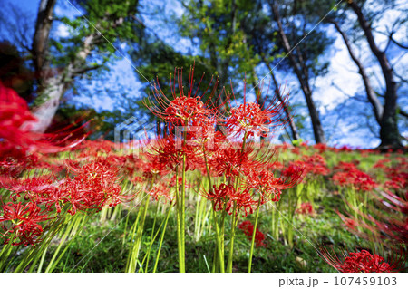 秋の船岡城址公園　満開のヒガンバナ　しばた曼珠沙華まつり　宮城県柴田町 107459103