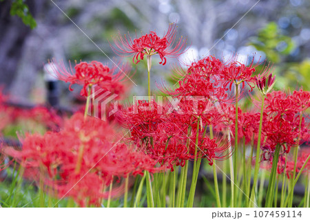 秋の船岡城址公園 満開のヒガンバナ しばた曼珠沙華まつり 宮城県柴田町 秋の船岡城址公園 満開のヒガンバナ しばた曼珠沙華まつり 宮城県柴田町 107459114