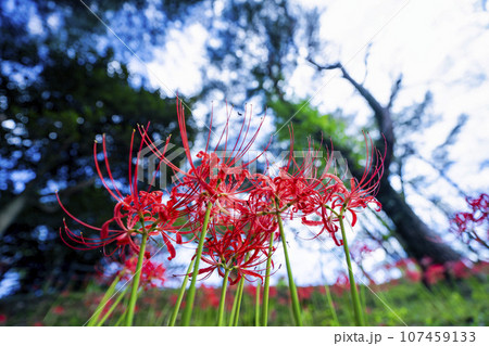 秋の船岡城址公園　満開のヒガンバナ　しばた曼珠沙華まつり　宮城県柴田町 107459133