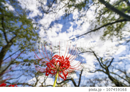 秋の船岡城址公園　満開のヒガンバナ　しばた曼珠沙華まつり　宮城県柴田町 107459168