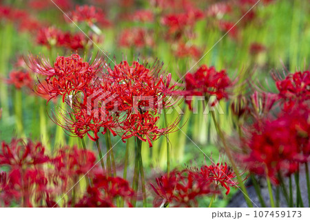秋の船岡城址公園　満開のヒガンバナ　しばた曼珠沙華まつり　宮城県柴田町 107459173