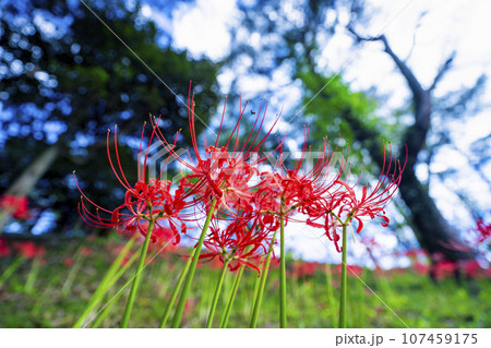 秋の船岡城址公園　満開のヒガンバナ　しばた曼珠沙華まつり　宮城県柴田町 107459175