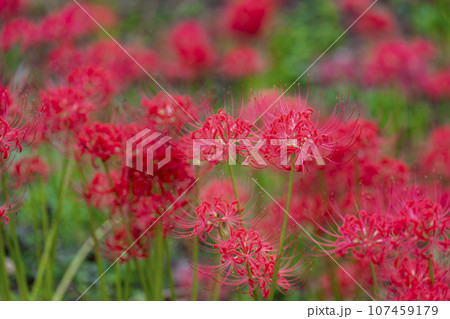 秋の船岡城址公園　満開のヒガンバナ　しばた曼珠沙華まつり　宮城県柴田町 107459179