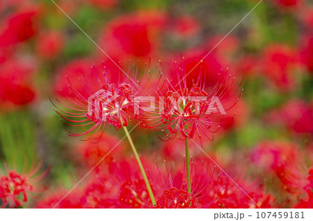 秋の船岡城址公園 満開のヒガンバナ しばた曼珠沙華まつり 宮城県柴田町 秋の船岡城址公園 満開のヒガンバナ しばた曼珠沙華まつり 宮城県柴田町 107459181