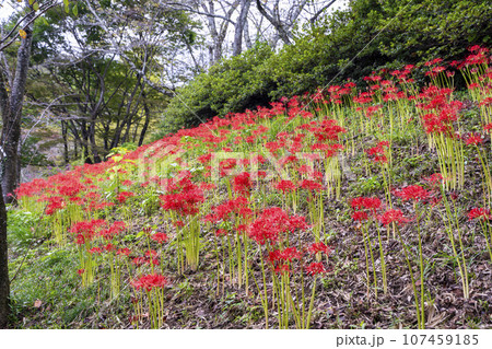 秋の船岡城址公園　満開のヒガンバナ　しばた曼珠沙華まつり　宮城県柴田町 107459185
