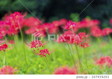 秋の船岡城址公園　満開のヒガンバナ　しばた曼珠沙華まつり　宮城県柴田町 107459201