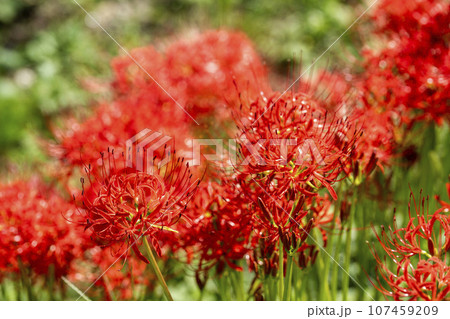 秋の船岡城址公園　満開のヒガンバナ　しばた曼珠沙華まつり　宮城県柴田町 107459209