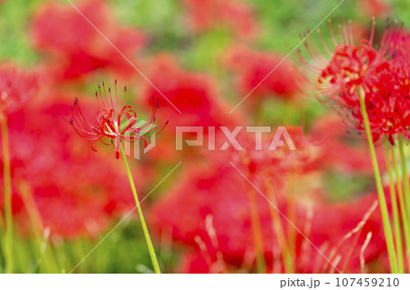 秋の船岡城址公園　満開のヒガンバナ　しばた曼珠沙華まつり　宮城県柴田町 107459210