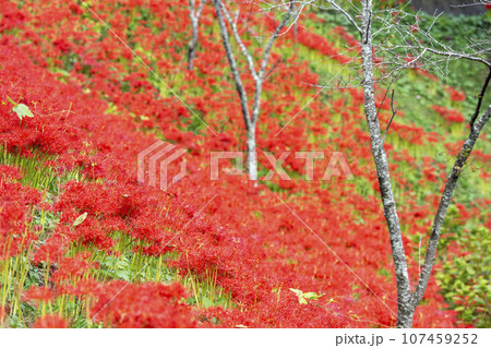 秋の船岡城址公園 満開のヒガンバナ しばた曼珠沙華まつり 宮城県柴田町 秋の船岡城址公園 満開のヒガンバナ しばた曼珠沙華まつり 宮城県柴田町 107459252