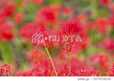 秋の船岡城址公園　満開のヒガンバナ　しばた曼珠沙華まつり　宮城県柴田町 107459256